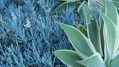 蓝色的龙舌兰叶子多汁的园艺加州美国首页花园设计丝兰世纪植物芦荟自然植物观赏墨西哥室内植物干旱沙漠花卉栽培平静大气